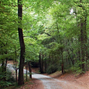 Professional Orthopedic Surgeon